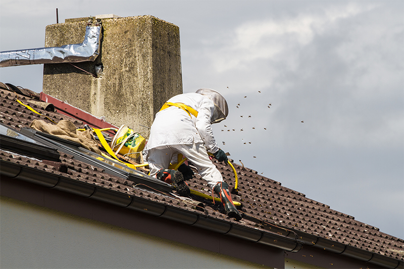 Bee Pest Control in Chelmsford Essex