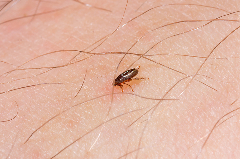 Flea Pest Control in Chelmsford Essex